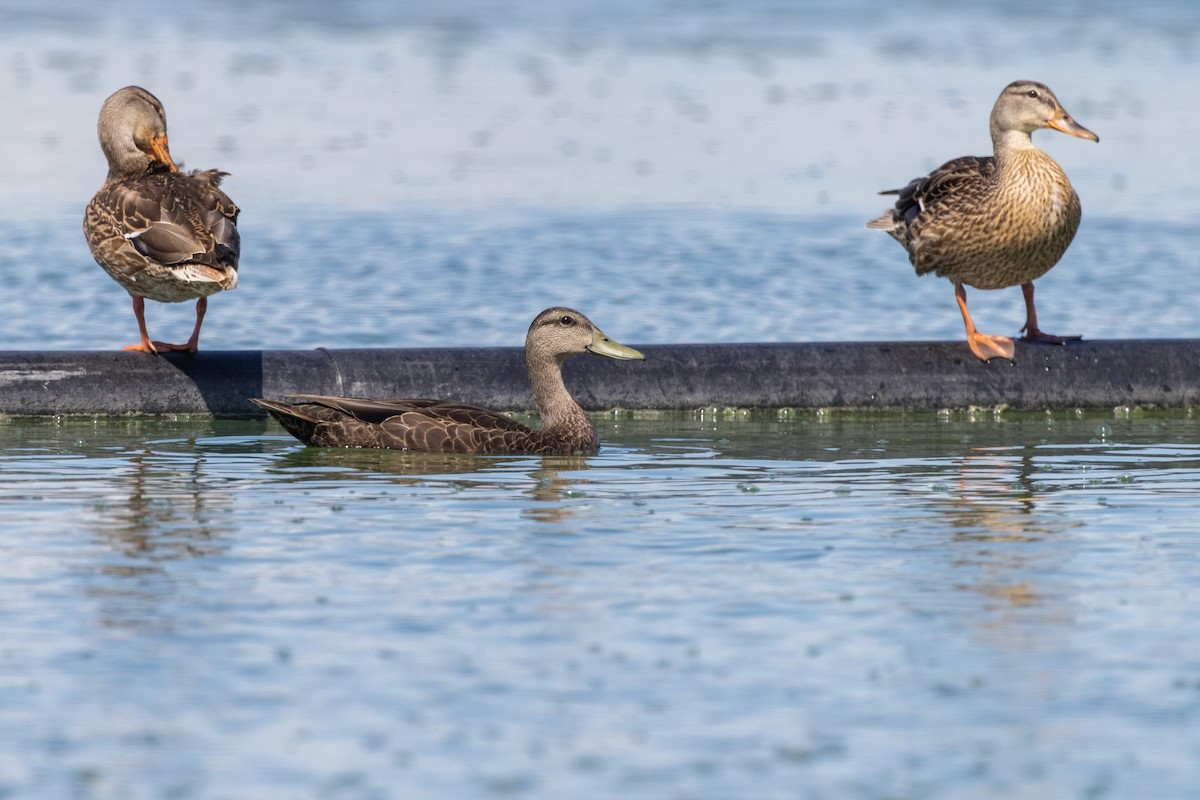 dabbling duck sp. - ML640634631