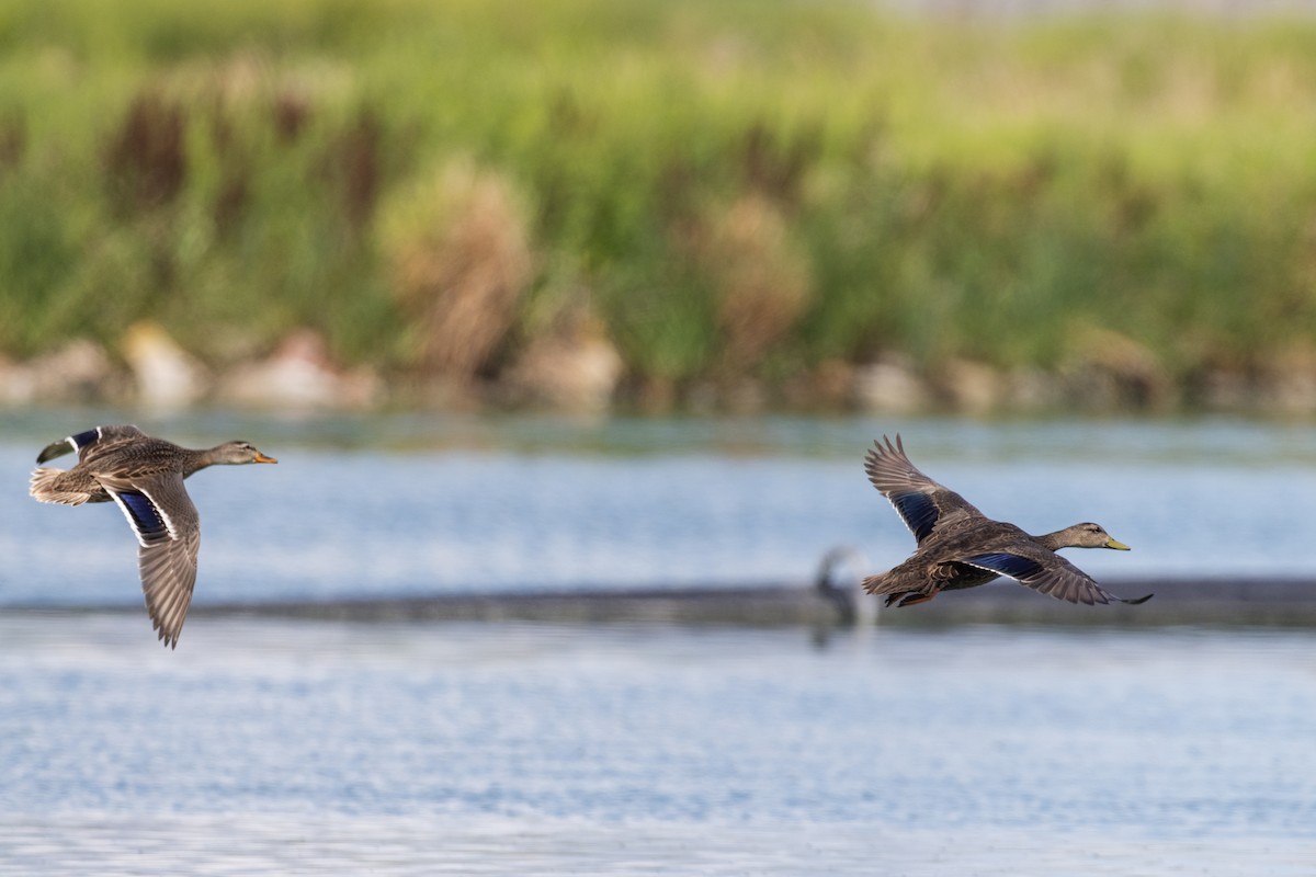 dabbling duck sp. - ML640634632