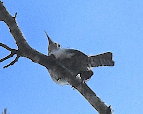 Tooth-billed Wren - ML640634651