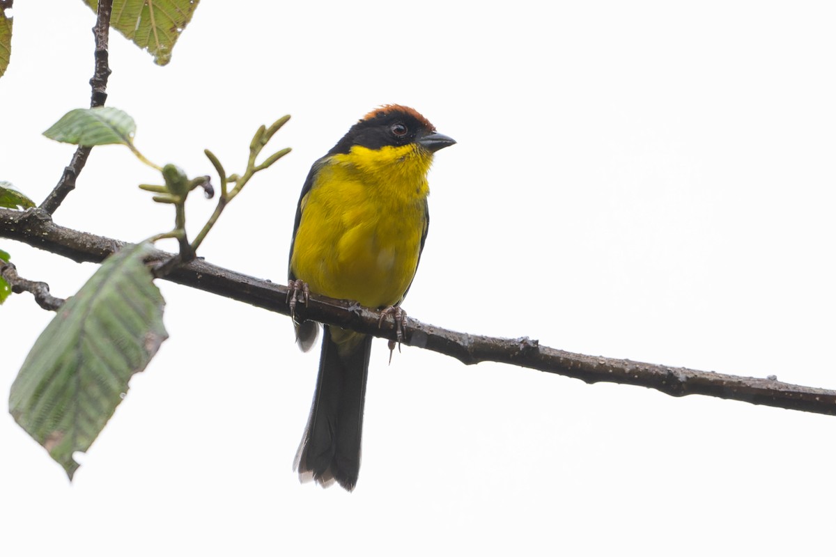 Yellow-breasted Brushfinch - ML640634693