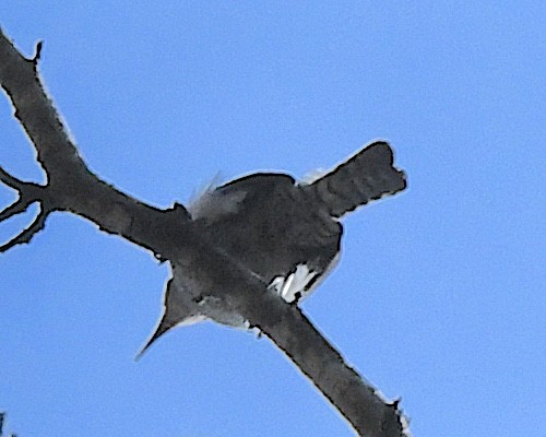 Tooth-billed Wren - ML640634719