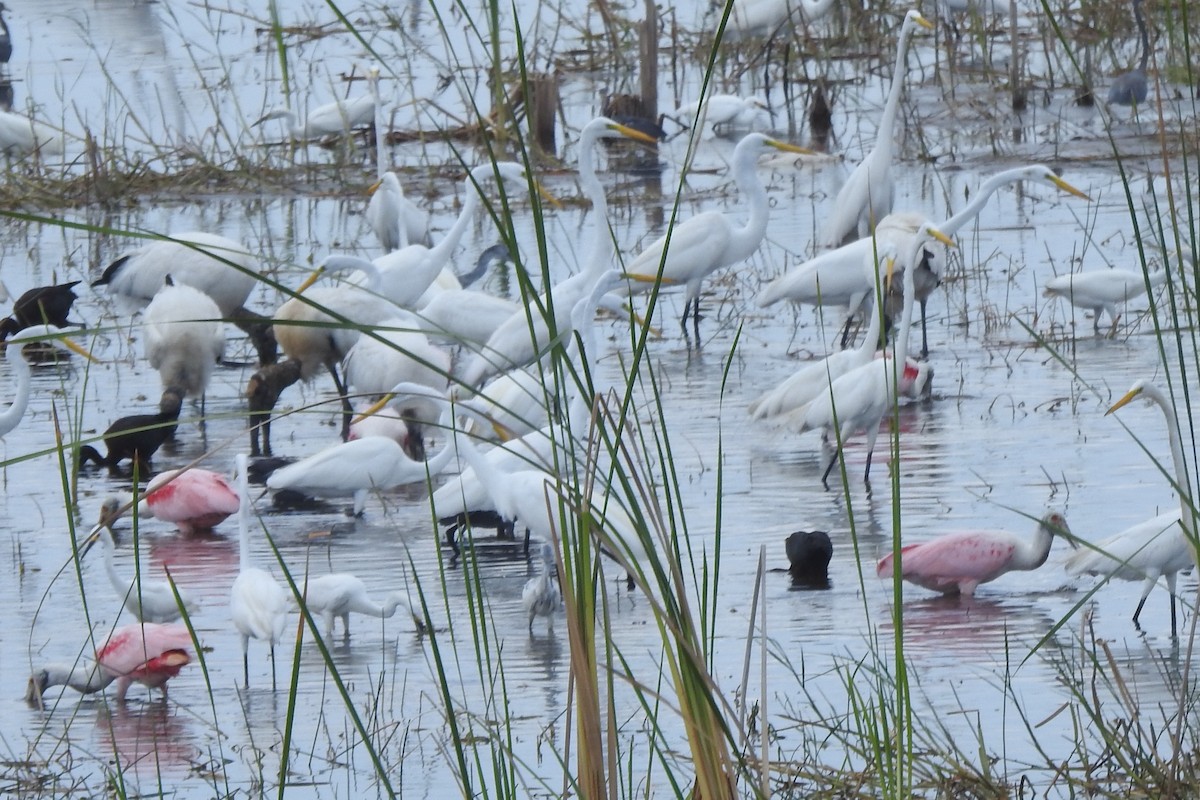 Roseate Spoonbill - ML640634739