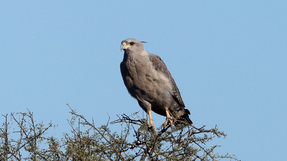 Chaco Eagle - ML640634749