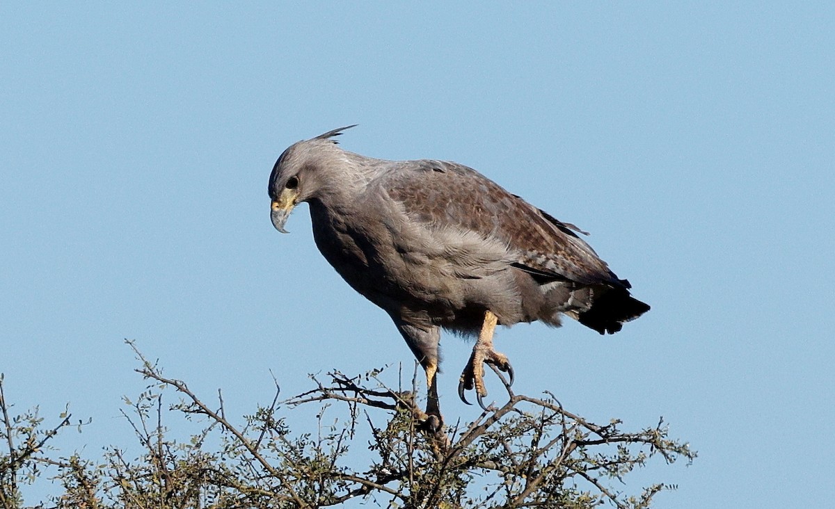 Chaco Eagle - ML640634753