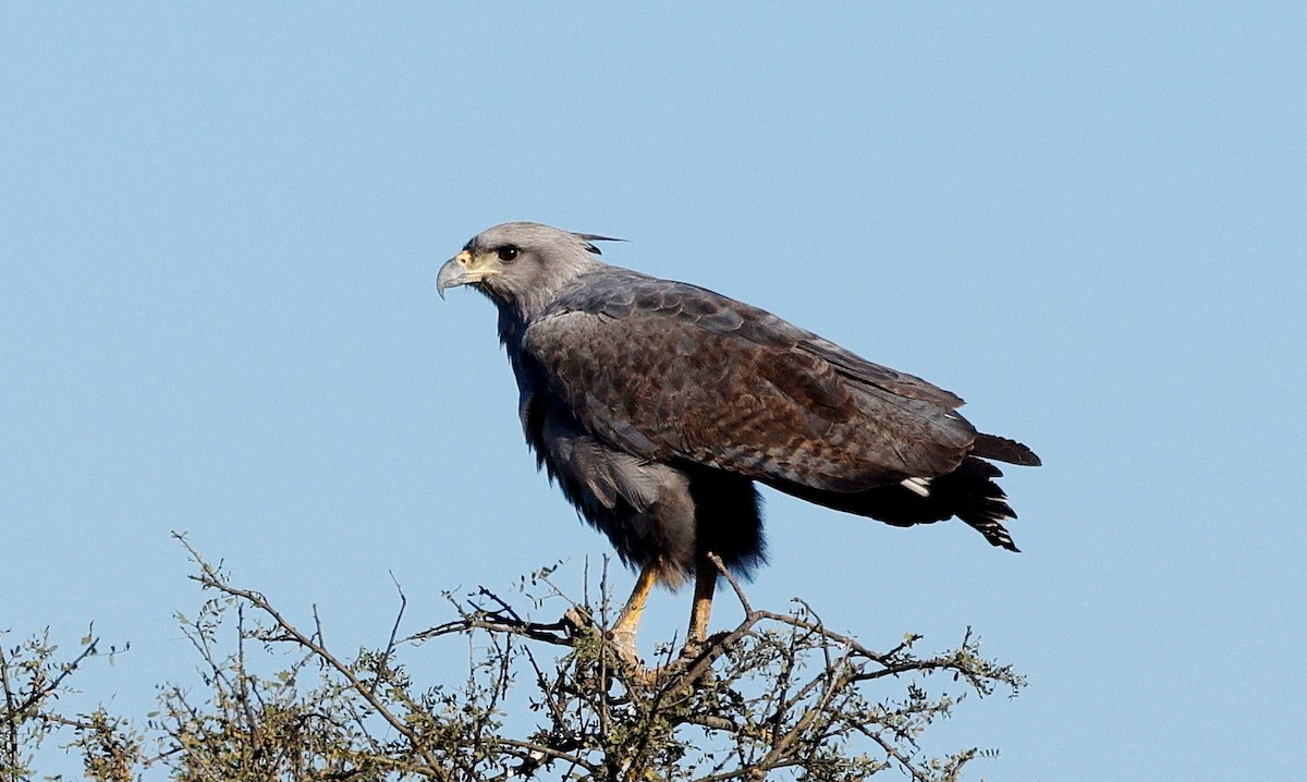Chaco Eagle - ML640634759