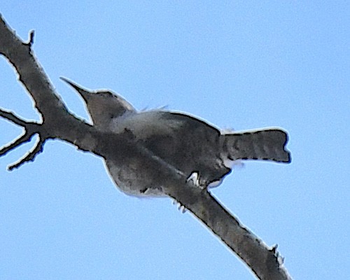 Tooth-billed Wren - ML640634764