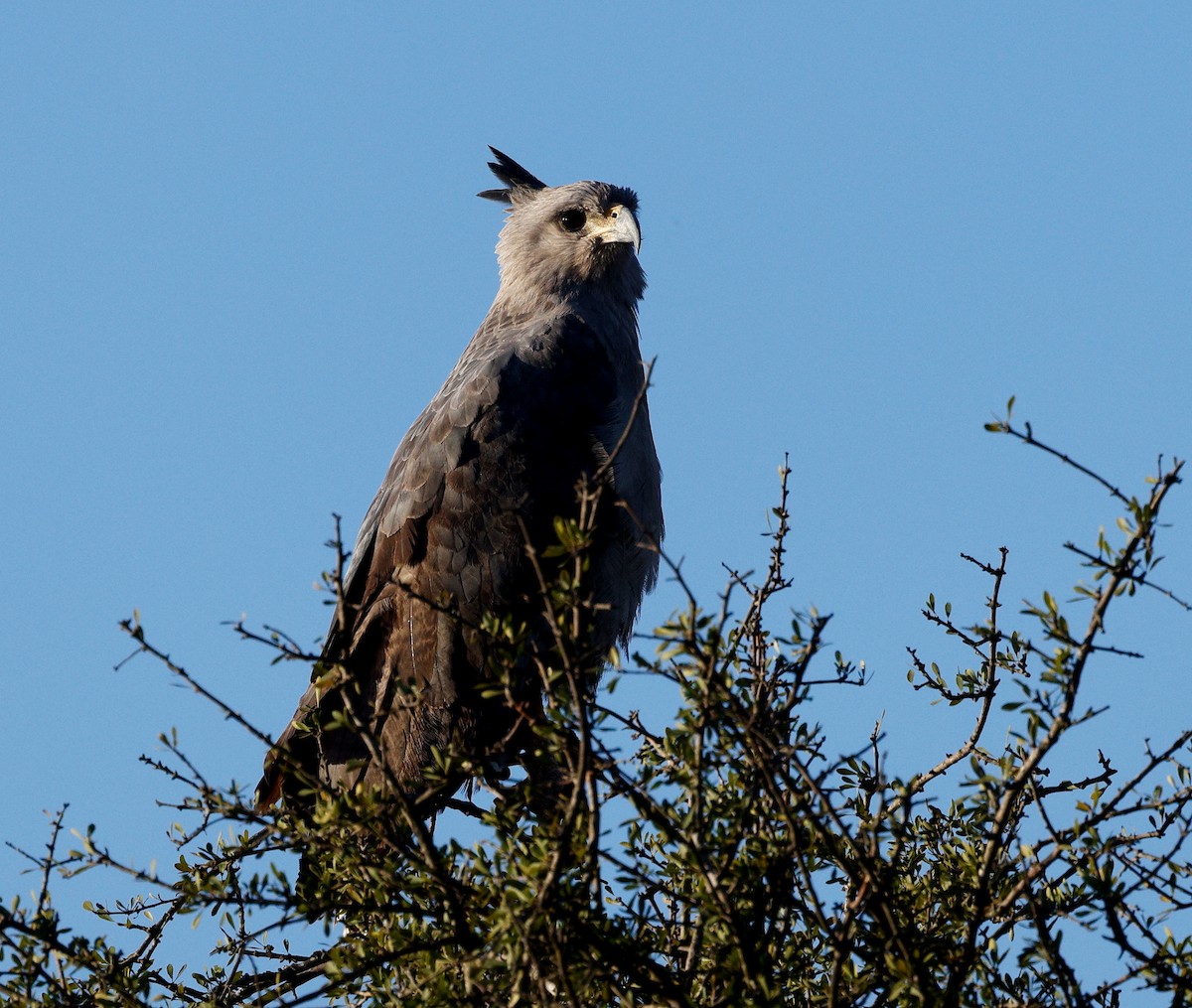 Chaco Eagle - ML640634766