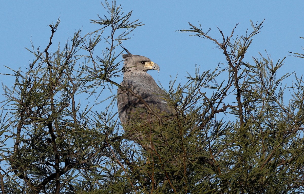 Chaco Eagle - ML640634781