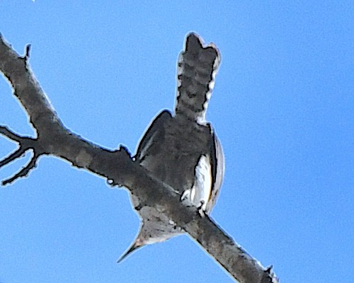 Tooth-billed Wren - ML640634812