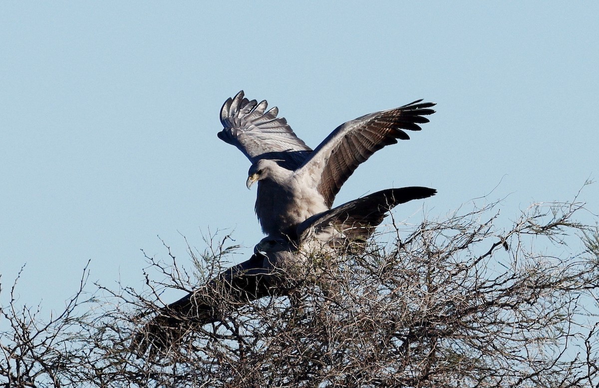 Chaco Eagle - ML640634832
