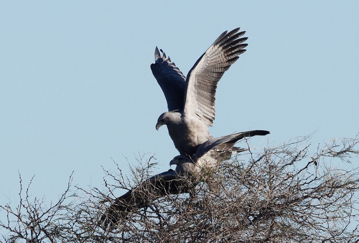 Chaco Eagle - ML640634840
