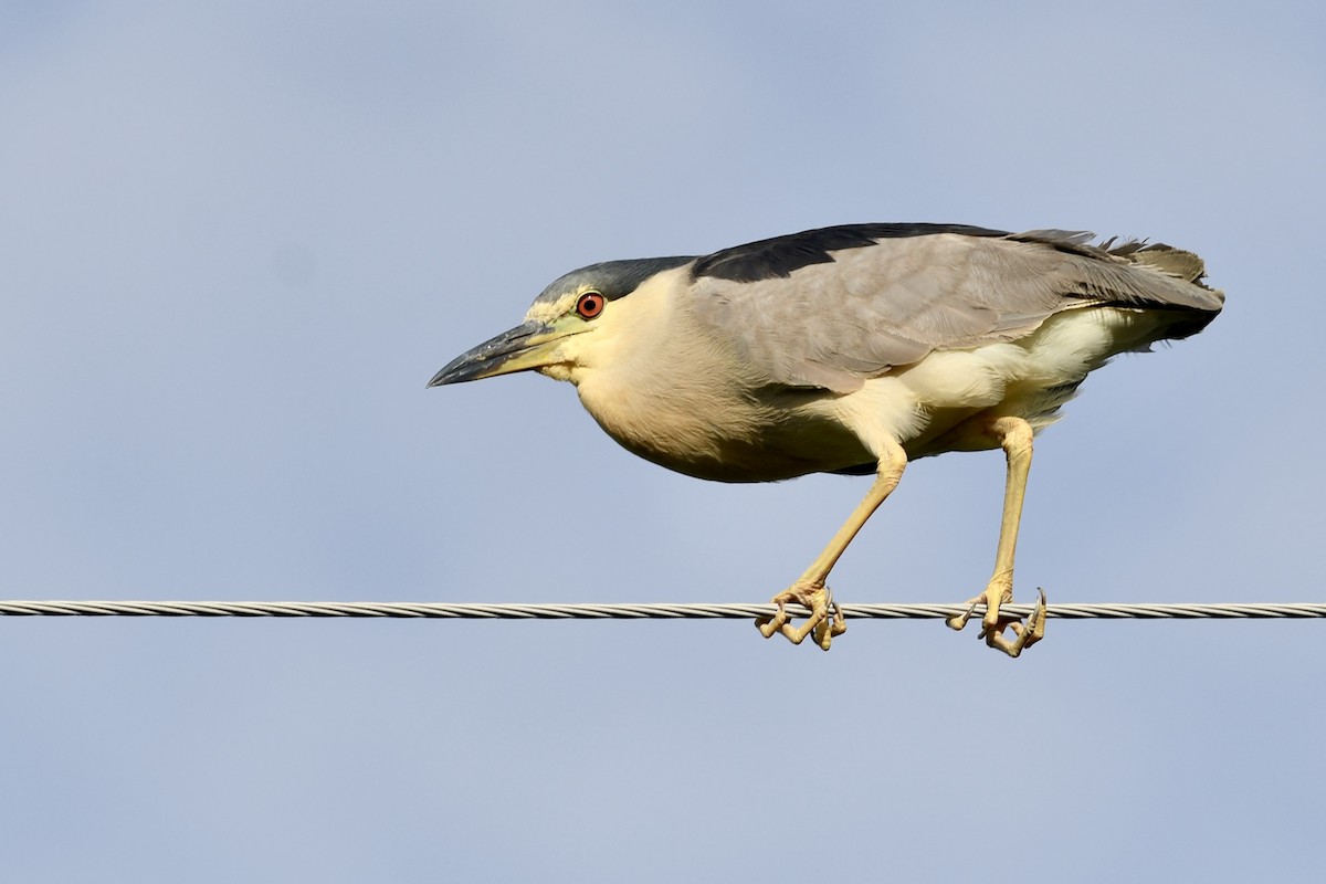 Black-crowned Night Heron - ML640634845