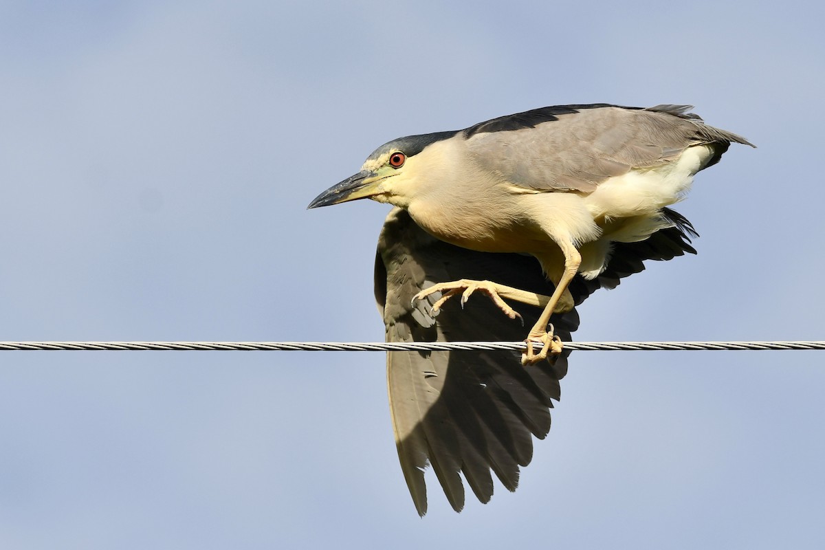 Black-crowned Night Heron - ML640634846