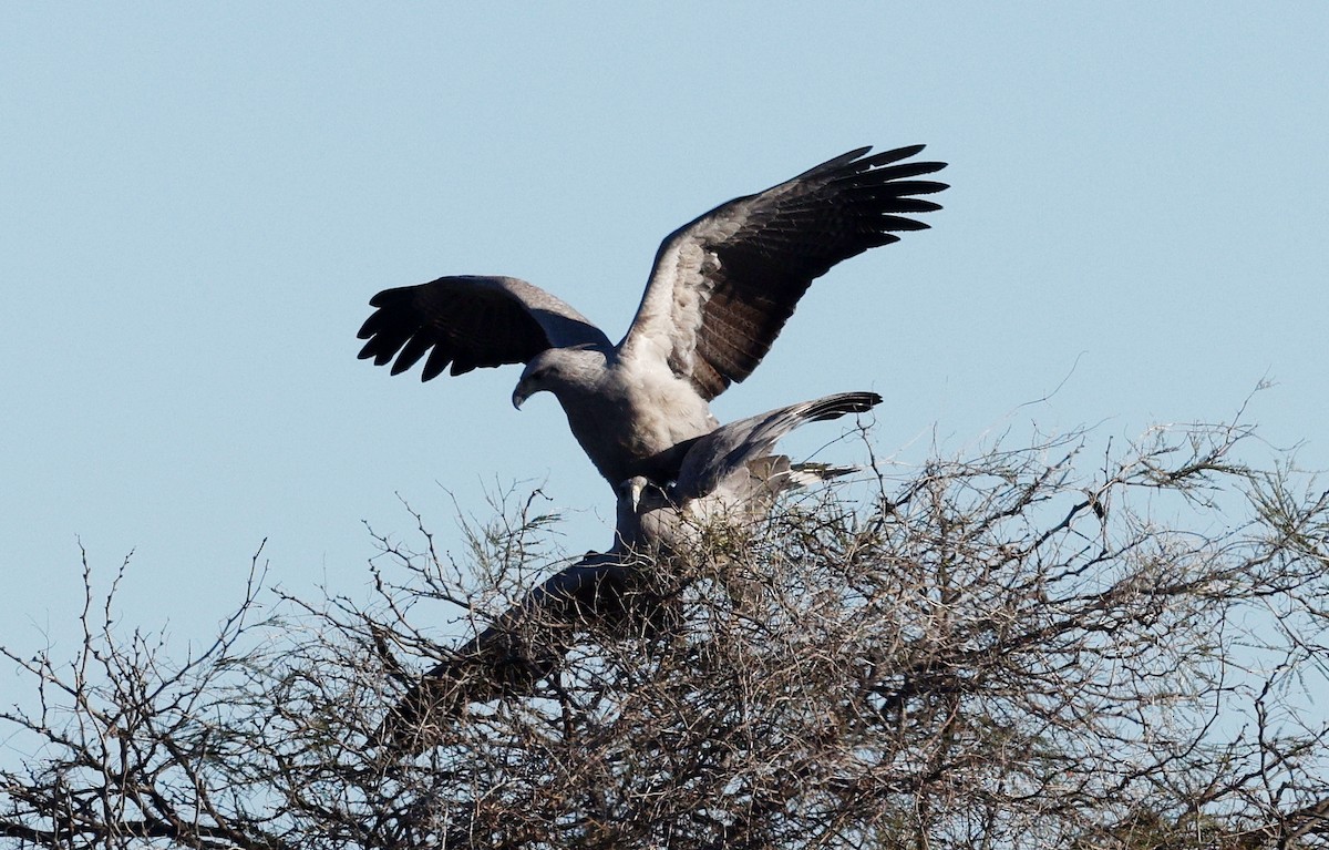 Chaco Eagle - ML640634853
