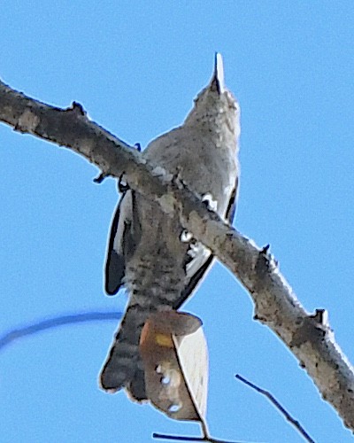 Tooth-billed Wren - ML640634939