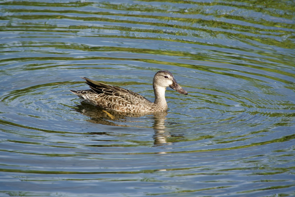 Blue-winged Teal - ML640635057