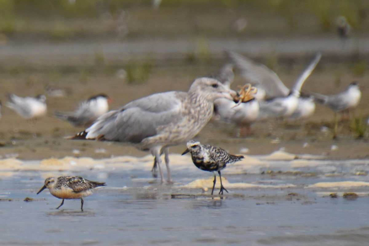American Herring Gull - ML640635131