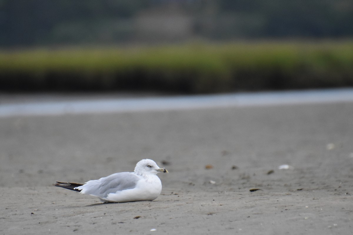 Ring-billed Gull - ML640635138