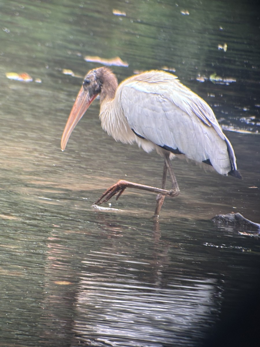 Wood Stork - ML640635162