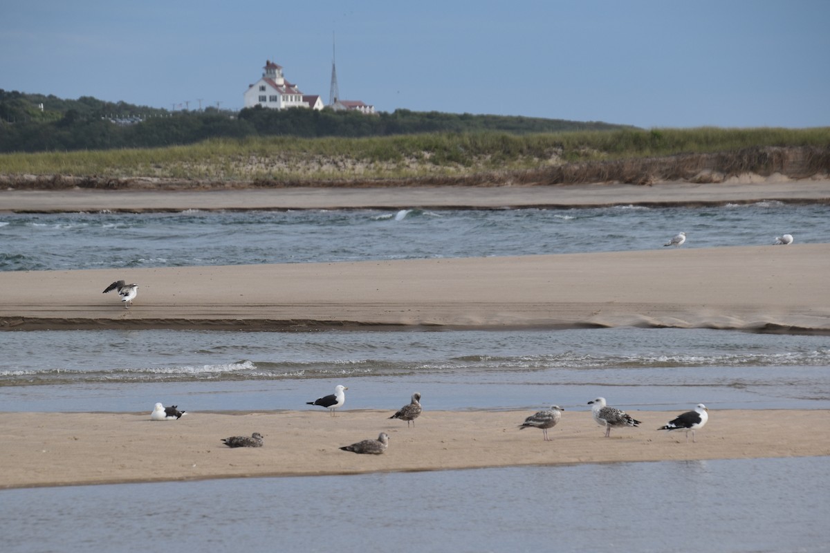 Great Black-backed Gull - ML640635256