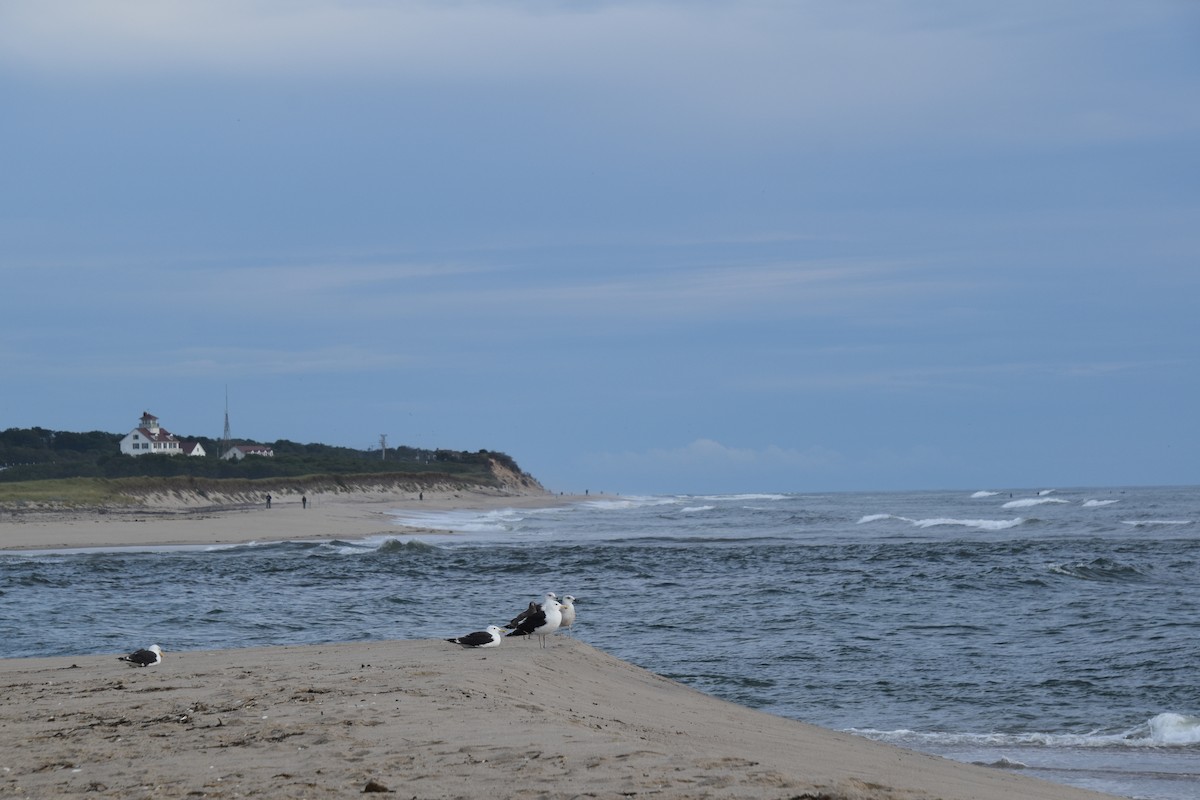 Great Black-backed Gull - ML640635257