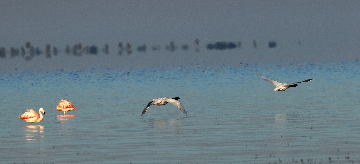 Black-necked Swan - ML640635318