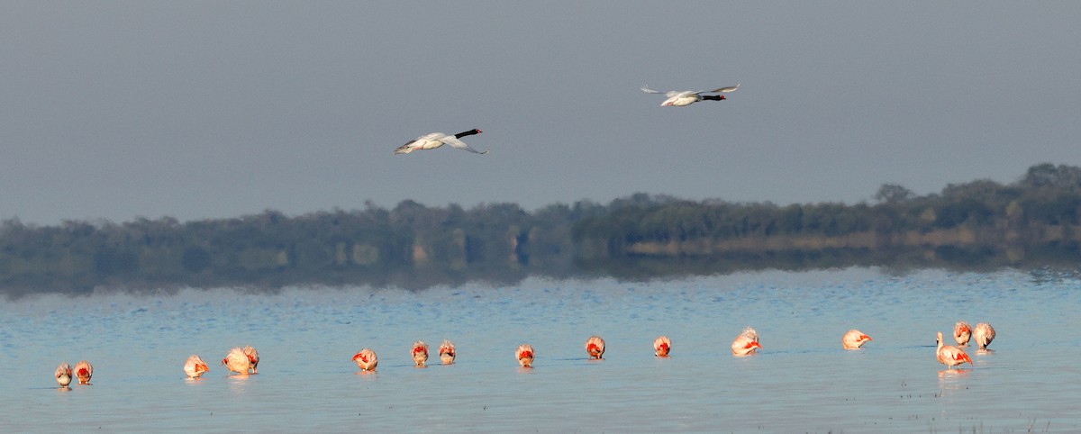 Black-necked Swan - ML640635322