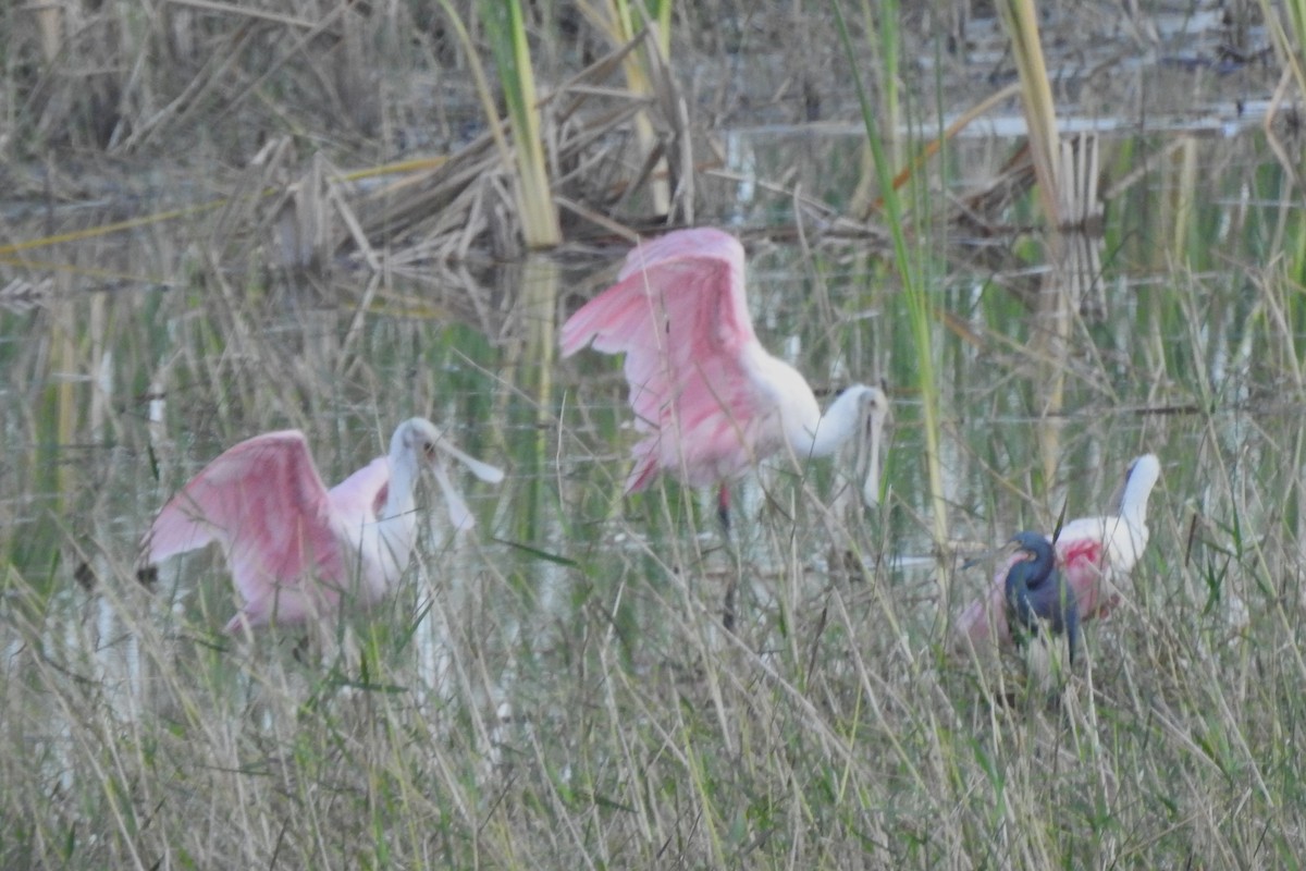 Roseate Spoonbill - ML640635337