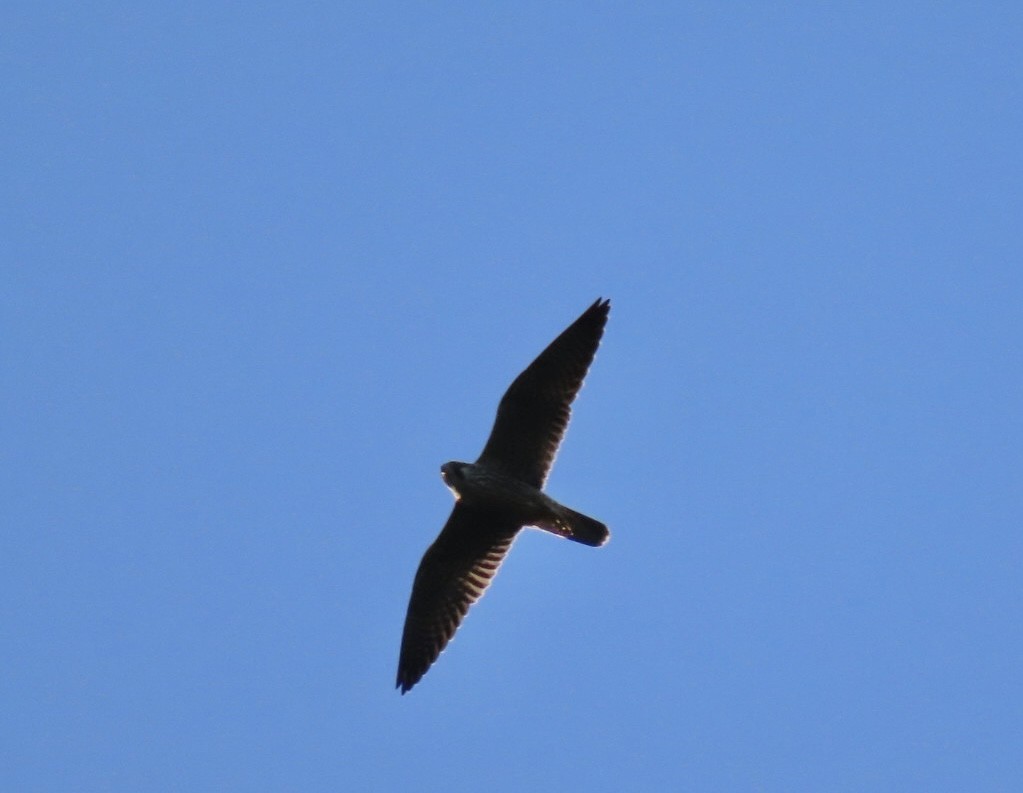 Falco sp. - ML640635371