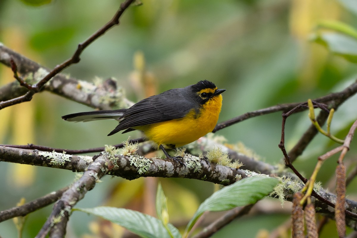 Spectacled Redstart - ML640635380
