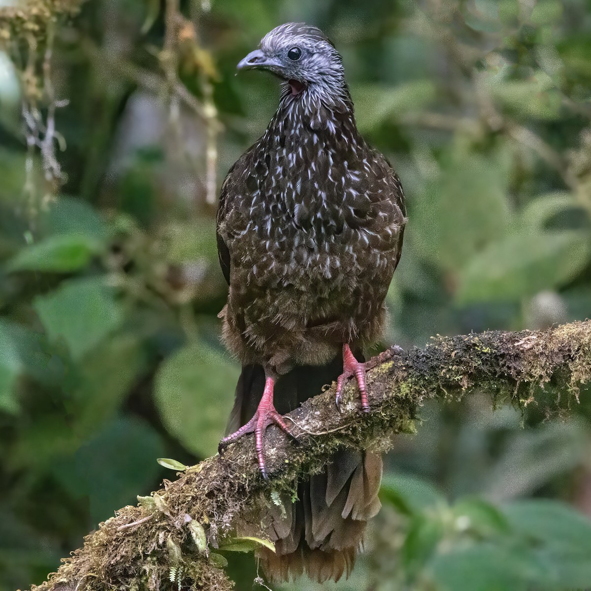 Bearded Guan - ML640635415