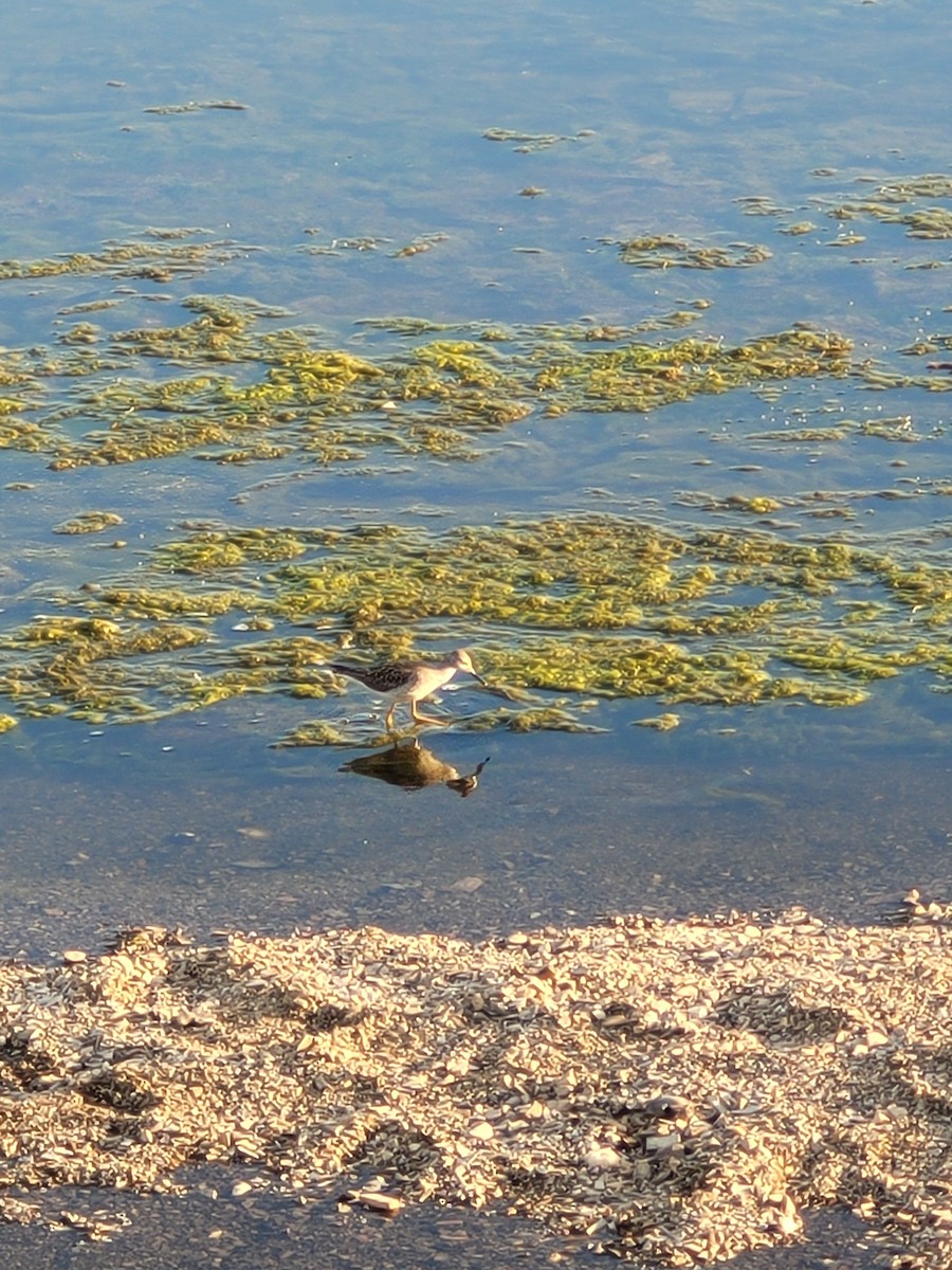 Lesser Yellowlegs - ML640635416