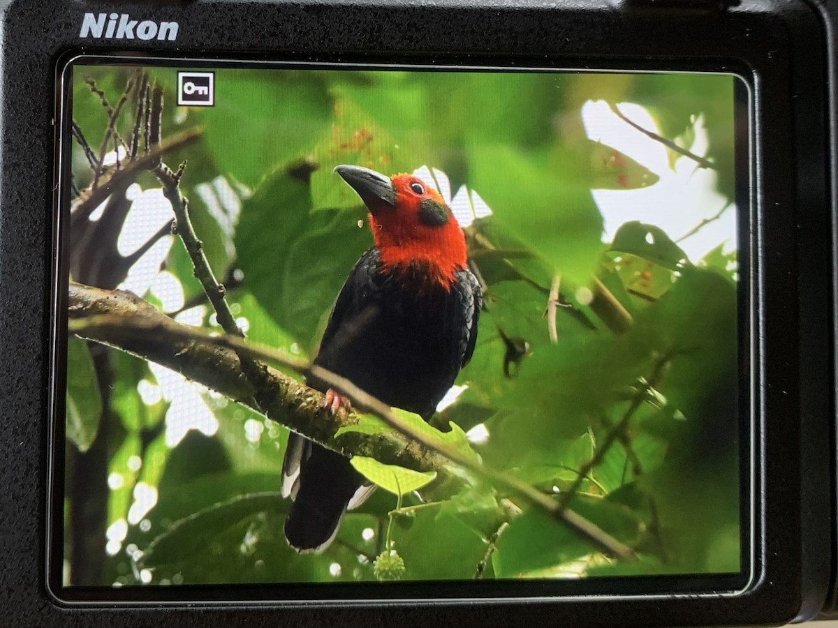 Bornean Bristlehead - ML640635508