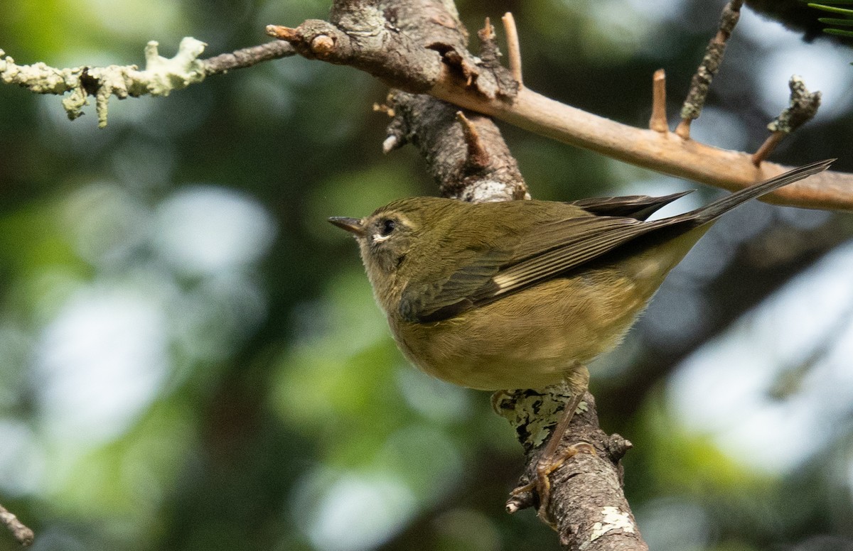 Black-throated Blue Warbler - ML640635664