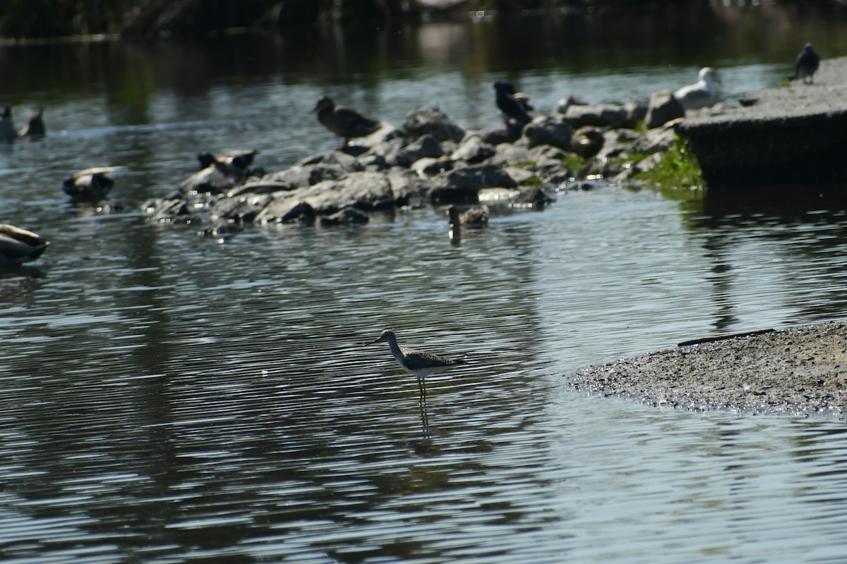 Lesser Yellowlegs - ML640635695