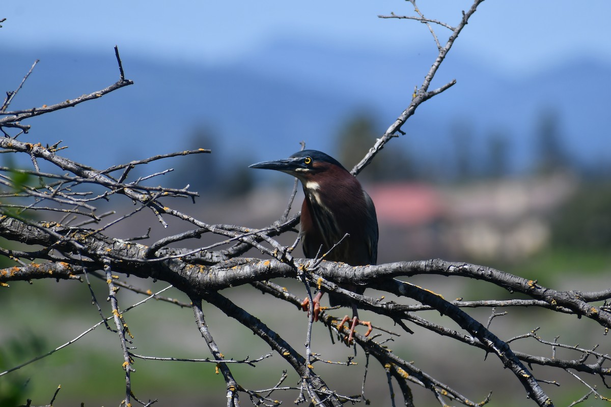 Green Heron - ML640635706