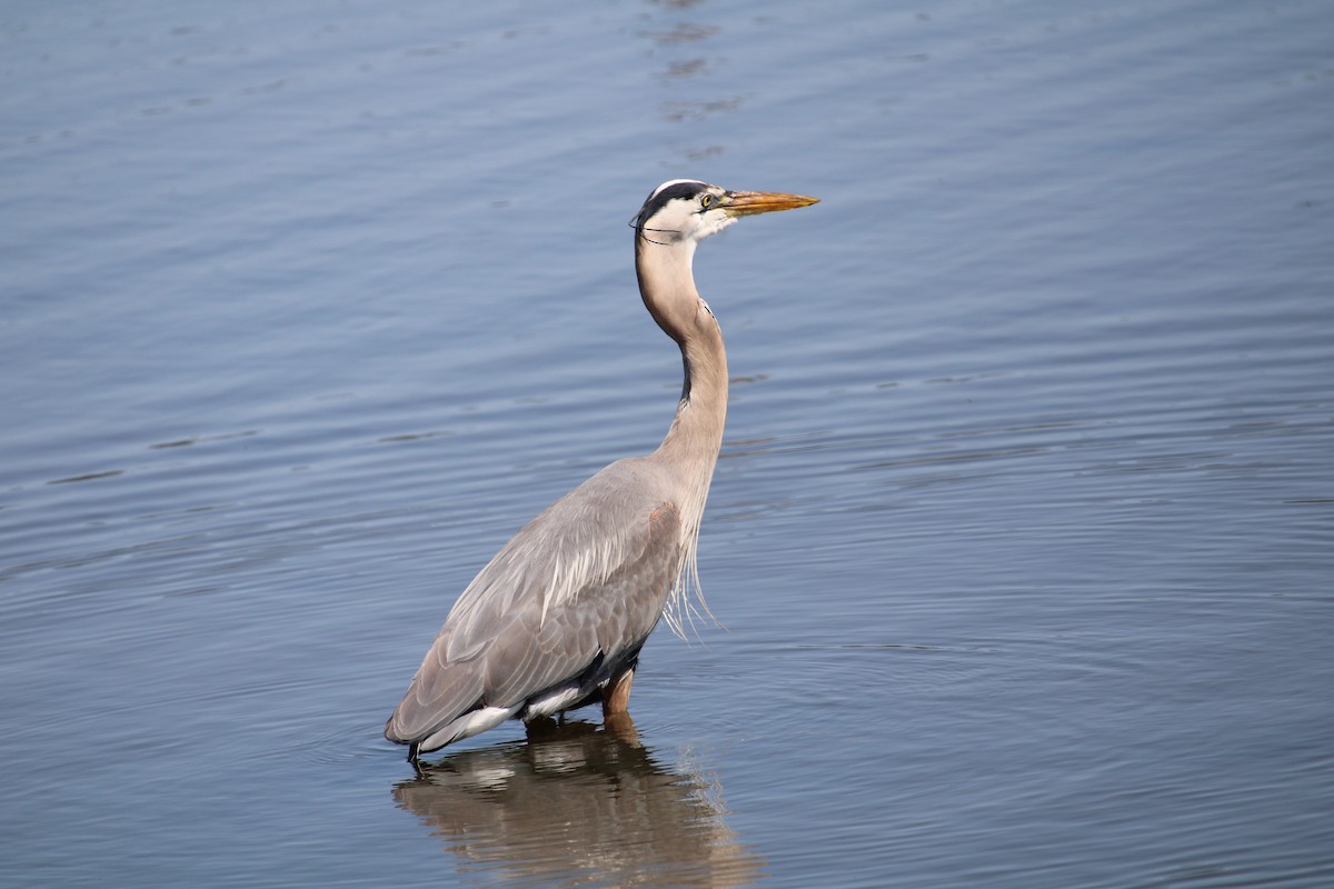 Great Blue Heron - ML640635710