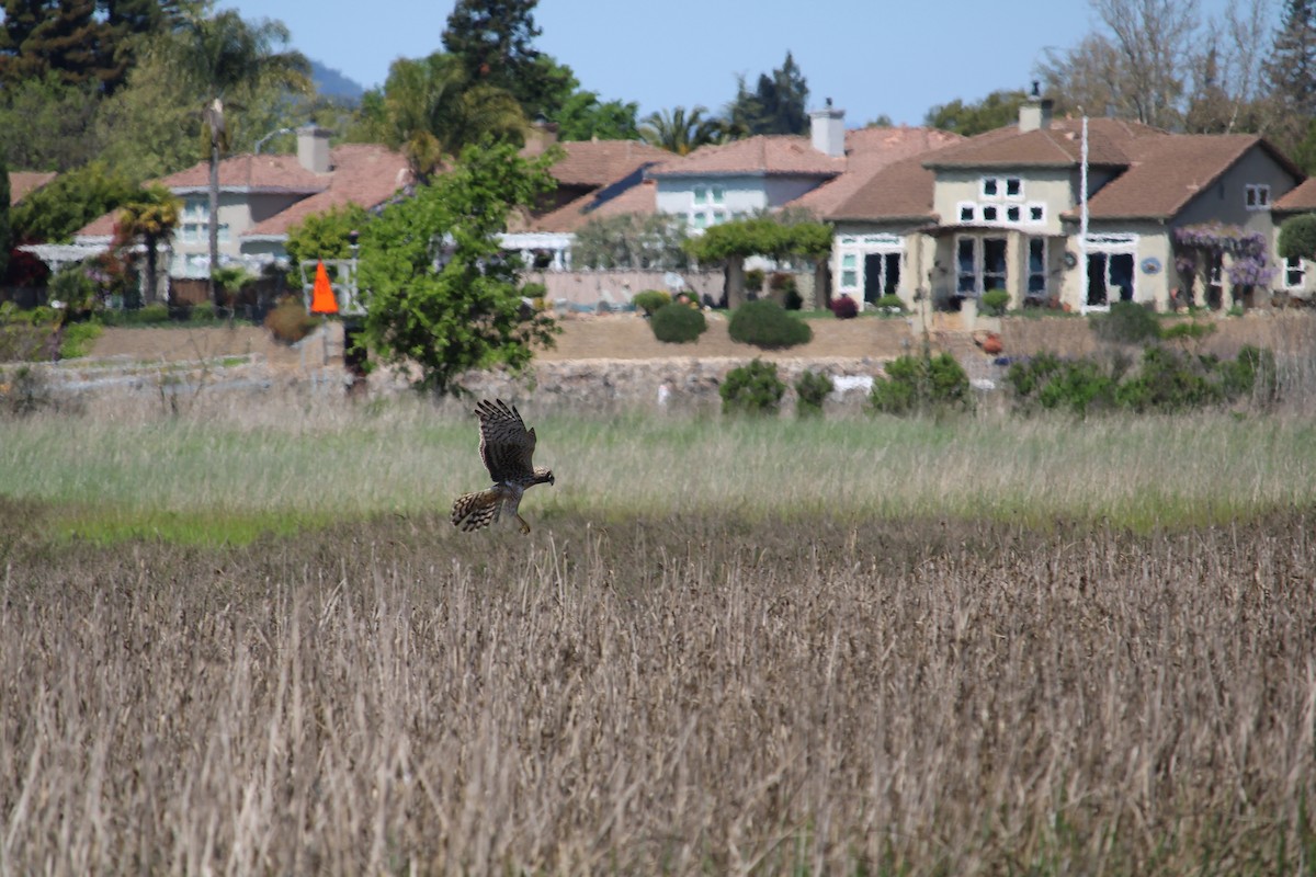 Northern Harrier - ML640635722