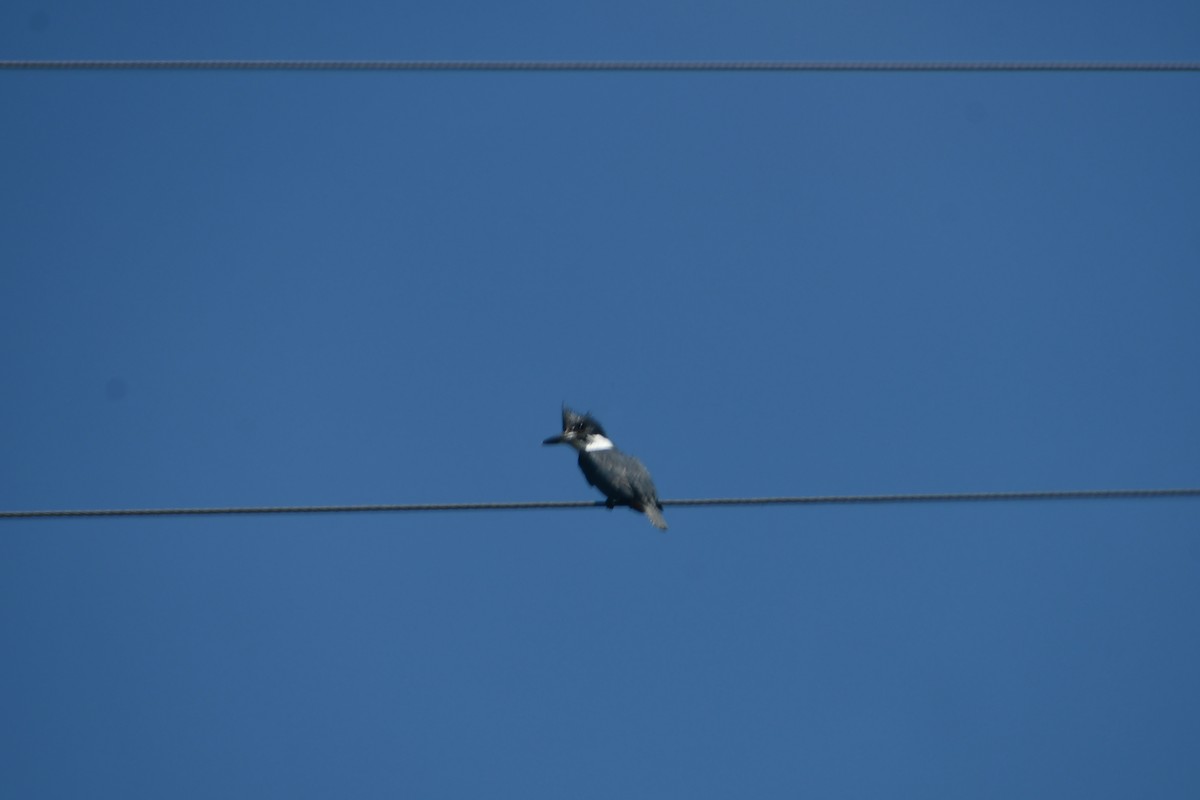 Belted Kingfisher - ML640635724