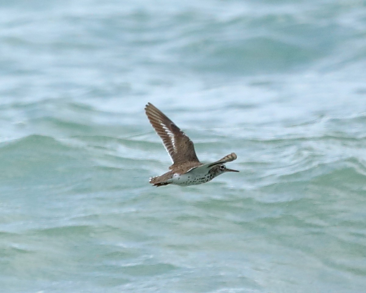 flekksnipe - ML640635735