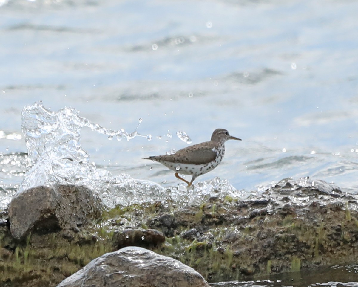 flekksnipe - ML640635736