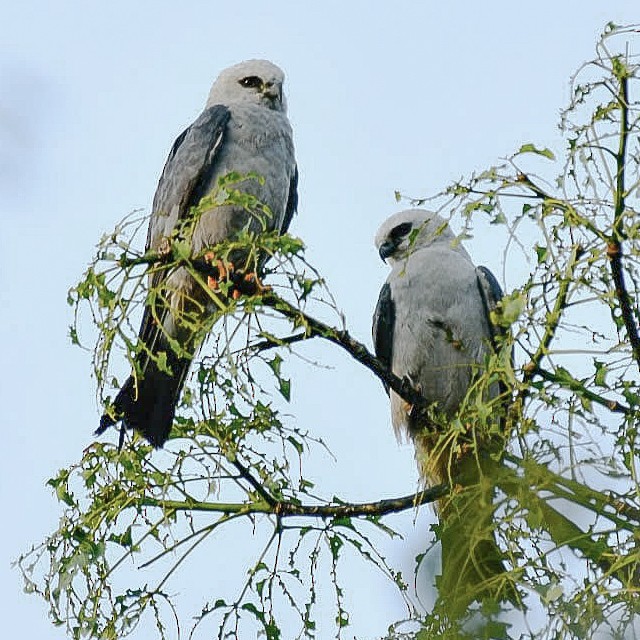 Mississippi Kite - ML640635744