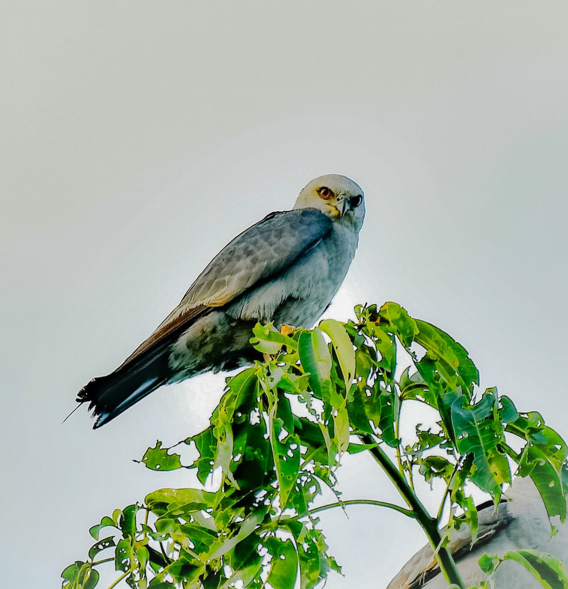 Mississippi Kite - ML640635745