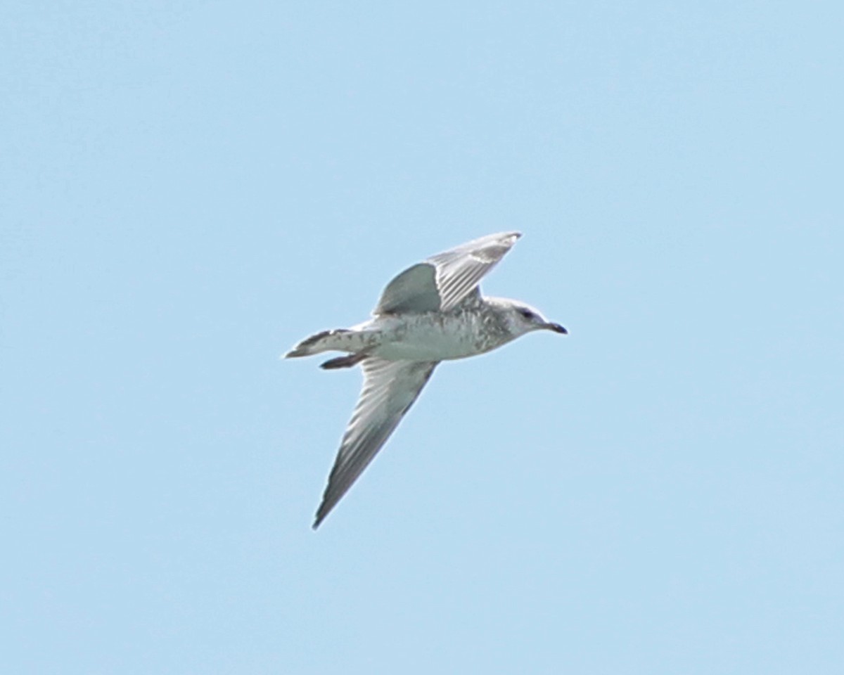ringnebbmåke - ML640635751
