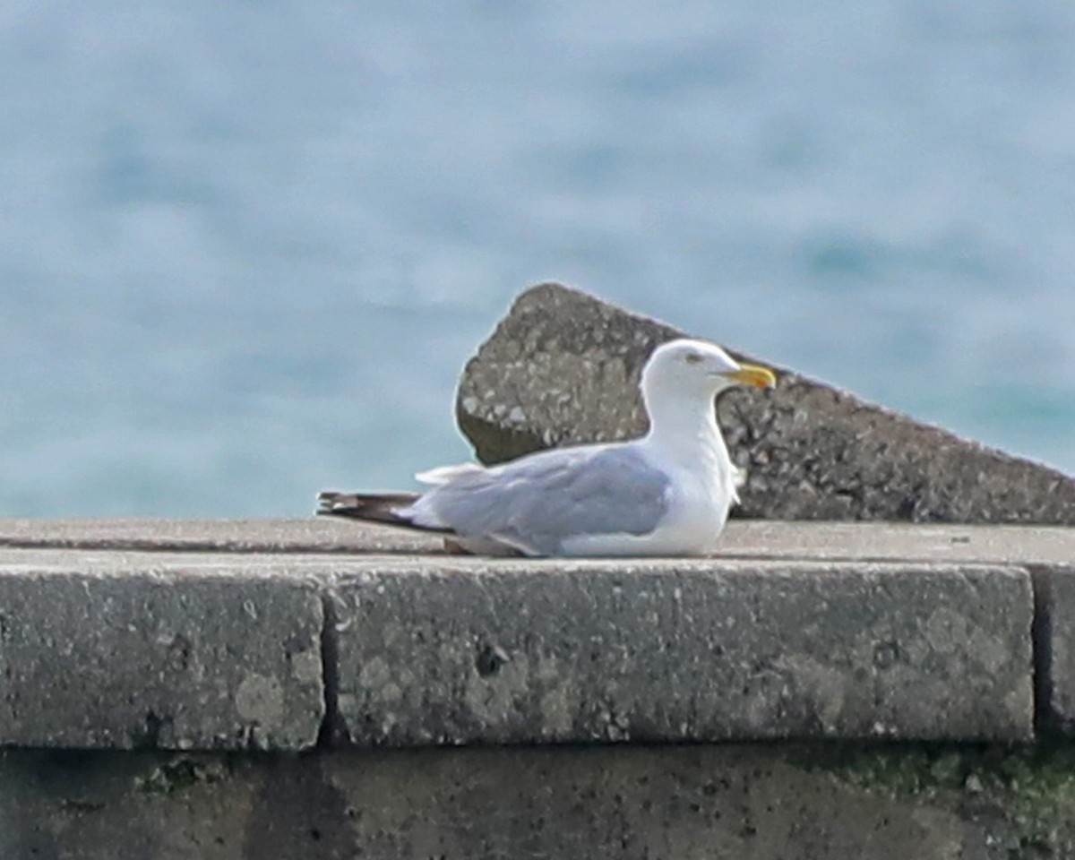 amerikagråmåke - ML640635778