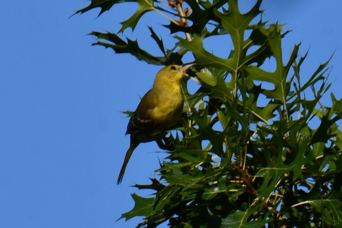 Oriole des vergers - ML640635793