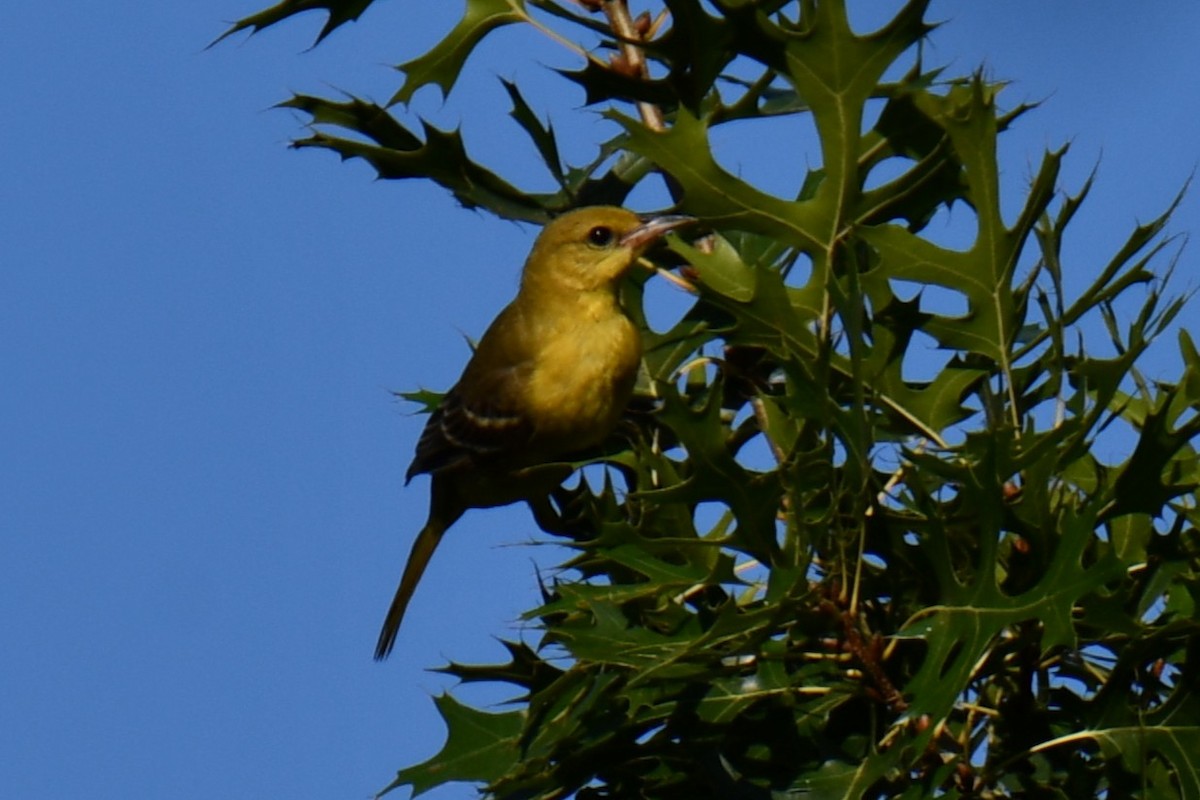 Oriole des vergers - ML640635794