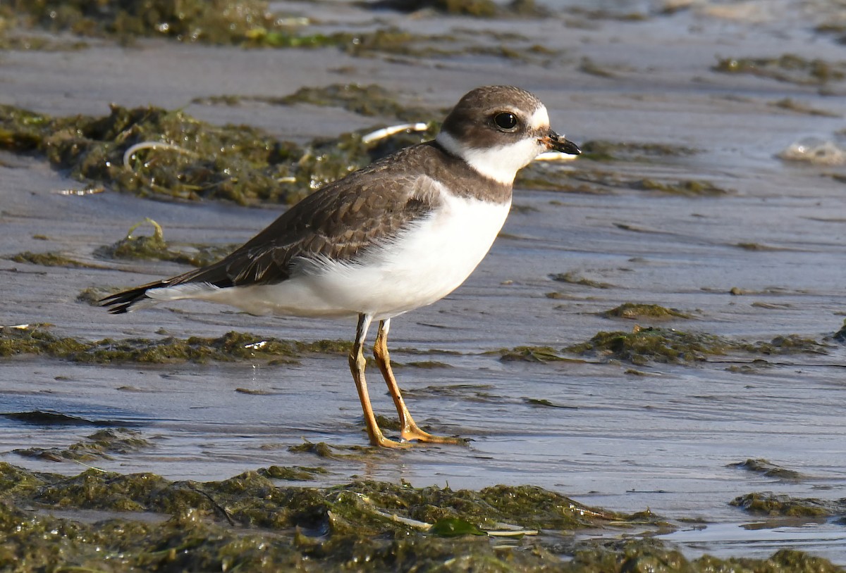 Semipalmated Plover - ML640635820