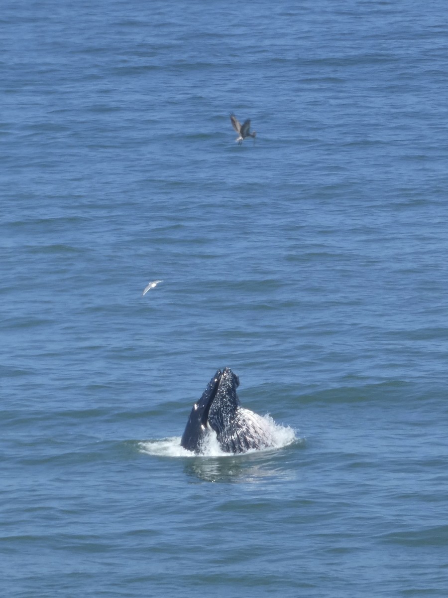 Humpback Whale - ML640635929