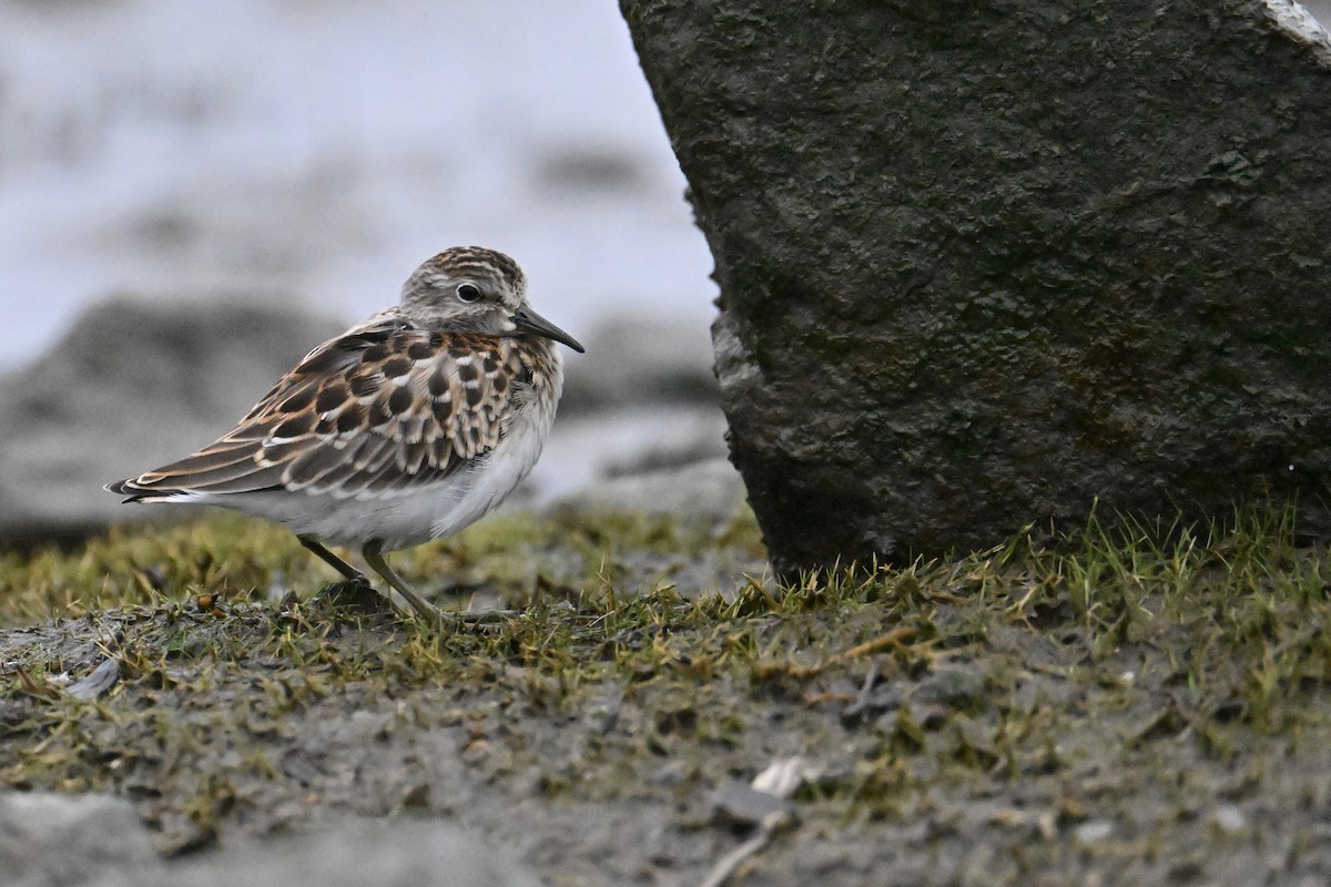 Least Sandpiper - ML640635986